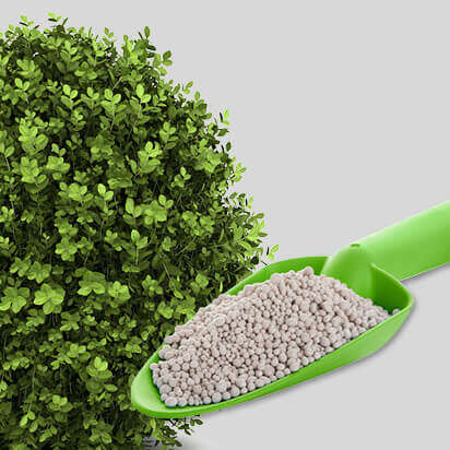 buchsbaumduenger bubblenavibild